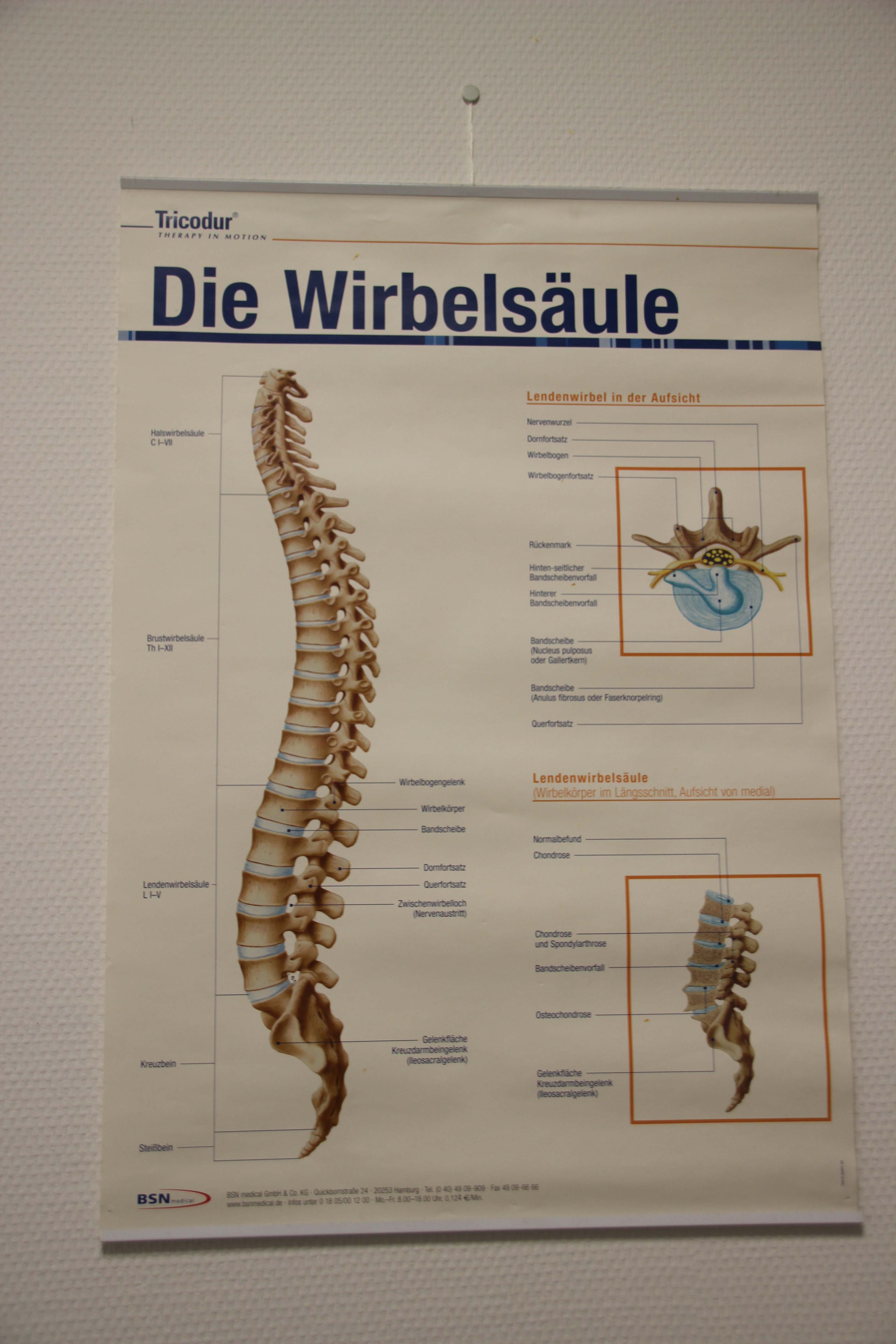 Wirbelsäule